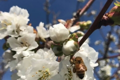 A bee pollinating a cherry blossom
