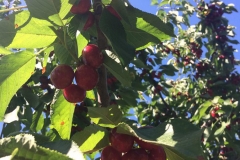 Ripe Lapin cherries